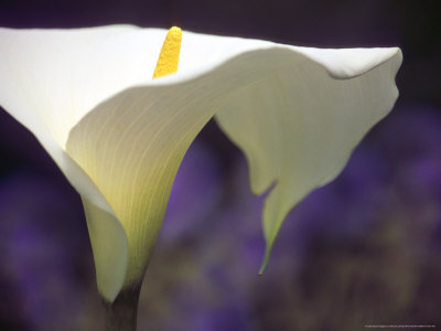 Zantedeschia Aethiopica Crowborough (Arum Lily) by Hemant Jariwala Pricing Limited Edition Print image