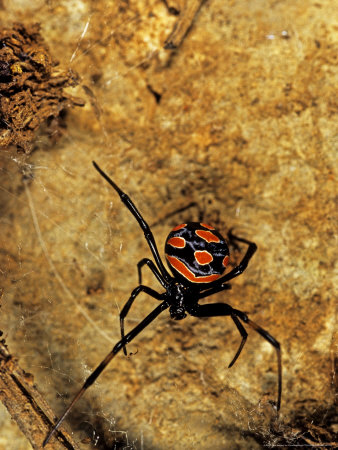 Italian Black Widow Spider, Sub-Adult Female, Sardinia, Italy by Emanuele Biggi Pricing Limited Edition Print image