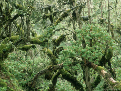 Cloud Forest, Ethiopia by Patricio Robles Gil Pricing Limited Edition Print image