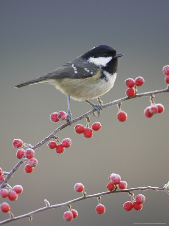 Coal Tit, Perched On Red Cotoneaster Berries, Scotland by Mark Hamblin Pricing Limited Edition Print image