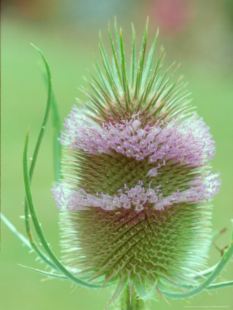 Teasel In Flower by David Boag Pricing Limited Edition Print image