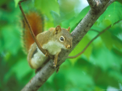 Red Squirrel, Tamiasciurus Hudsonicus, Minnesota by David Boag Pricing Limited Edition Print image