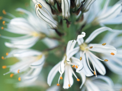 Asphodelus Ramosus (Asphodel) by Hemant Jariwala Pricing Limited Edition Print image