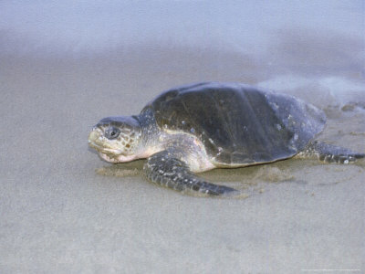 Pacific Ridley Sea Turtle, Coming Ashore, Mexico by Patricio Robles Gil Pricing Limited Edition Print image