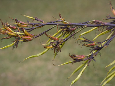 Phormium Tenax, South Island, New Zealand by Bob Gibbons Pricing Limited Edition Print image