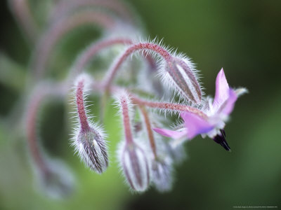 Borago Officinalis (Borage) by Hemant Jariwala Pricing Limited Edition Print image