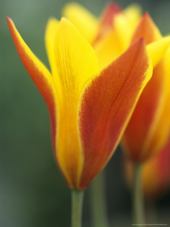 Tulipa Clusiana Var Chrysantha (Tulip) by Hemant Jariwala Pricing Limited Edition Print image