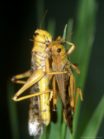 Migratory Locust, Portugal by Paulo De Oliveira Pricing Limited Edition Print image