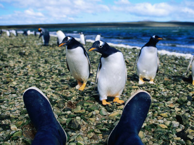 Gentoo Penguins On Shore by Jonathan Chester Pricing Limited Edition Print image