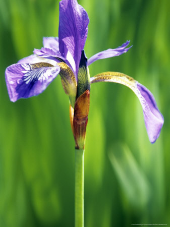 Iris Versicolor (Blue Flag) by Hemant Jariwala Pricing Limited Edition Print image
