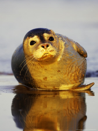 Common Seal, Portrait Of Pup Resting On Wet Sand On Coast, Uk by Mark Hamblin Pricing Limited Edition Print image
