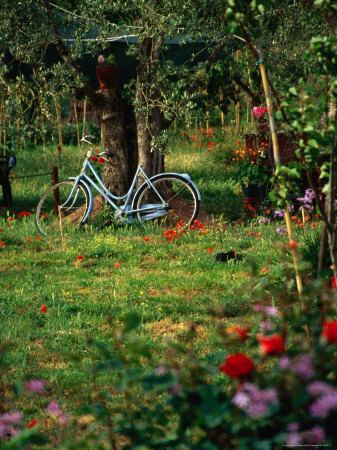Bicycle In Olive Grove With Poppies And Other Wildflowers In Campiglica Maritima by Robin Chapman Pricing Limited Edition Print image