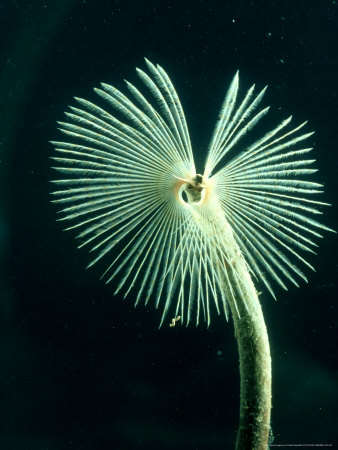 Peacock Worm, South West Coast, Uk by Oxford Scientific Pricing Limited Edition Print image