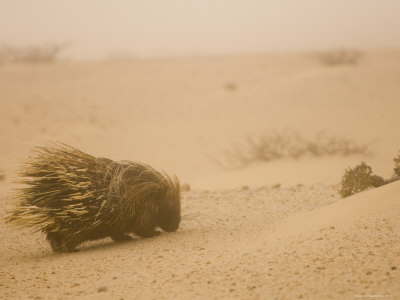 Porcupine In Coastal Fog, Kaokoveld, Namib Desert by Adrian Bailey Pricing Limited Edition Print image