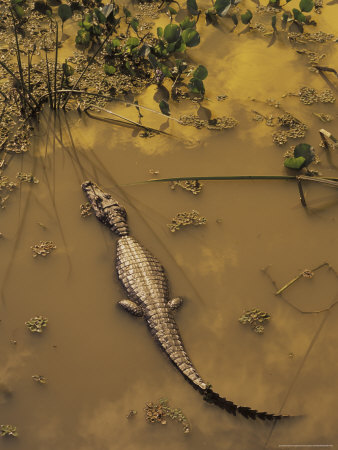 Caiman In Pool, Mato Grosso Do Sul, Pantanal, Brazil by Howie Garber Pricing Limited Edition Print image
