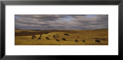 Buffaloes Grazing On A Landscape, North Dakota, Usa by Panoramic Images Pricing Limited Edition Print image