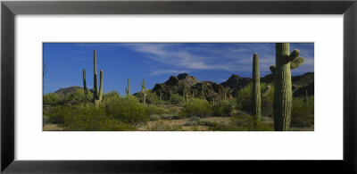Cactus Plant On A Landscape, Sonoran Desert, Organ Pipe Cactus National Monument, Arizona, Usa by Panoramic Images Pricing Limited Edition Print image