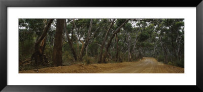 Dirt Road Passing Through A Forest, Kangaroo Island, Australia by Panoramic Images Pricing Limited Edition Print image