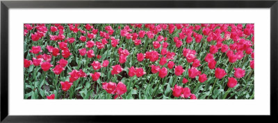 Tulips In Spring, Canberra, Australia by Panoramic Images Pricing Limited Edition Print image