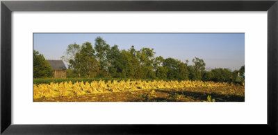 Tractor In A Tobacco Field, Winchester, Kentucky, Usa by Panoramic Images Pricing Limited Edition Print image