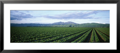 Crops In A Farm, California, Usa by Panoramic Images Pricing Limited Edition Print image