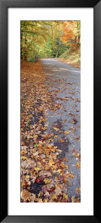 Autumn Leaves On A Road, Leland, Michigan, Usa by Panoramic Images Pricing Limited Edition Print image