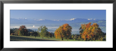 Pear Trees In The Swiss Midlands, Reusstal, Switzerland by Panoramic Images Pricing Limited Edition Print image