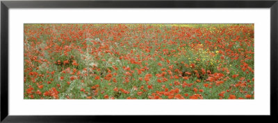 Poppies Growing In A Field, Sicily, Italy by Panoramic Images Pricing Limited Edition Print image
