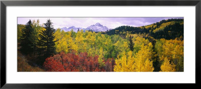 Trees On A Landscape, San Juan Mountains, Colorado, Usa by Panoramic Images Pricing Limited Edition Print image