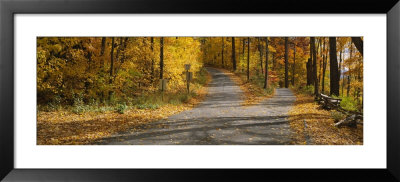 Autumn Leaves On The Road, Connecticut, Usa by Panoramic Images Pricing Limited Edition Print image