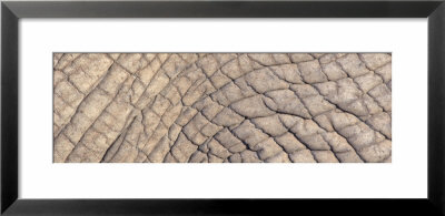 Elephant Skin by Panoramic Images Pricing Limited Edition Print image