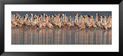 Lesser Flamingos In Water by Panoramic Images Pricing Limited Edition Print image