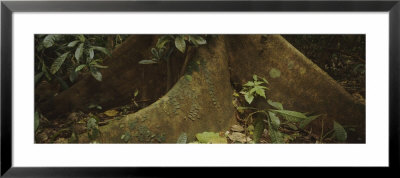 Tree Root, Carara National Park, Costa Rica by Panoramic Images Pricing Limited Edition Print image
