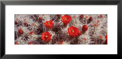 Cactus Flowers, Joshua Tree National Monument, California, Usa by Panoramic Images Pricing Limited Edition Print image