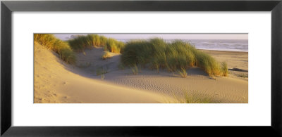 Grass On The Beach, Pacific Ocean, Boardman State Park, Oregon, Usa by Panoramic Images Pricing Limited Edition Print image