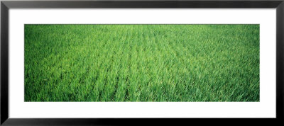 Rice Field, Japan by Panoramic Images Pricing Limited Edition Print image