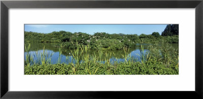 Venice Area Audubon Rookery, Florida, Usa by Panoramic Images Pricing Limited Edition Print image