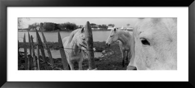 Horses, Camargue, France by Panoramic Images Pricing Limited Edition Print image
