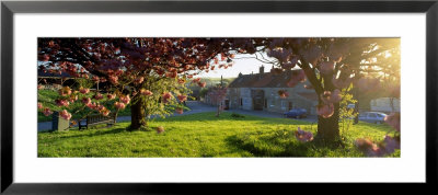 Trees On A Lawn, Muston Village, North Yorkshire, England, United Kingdom by Panoramic Images Pricing Limited Edition Print image