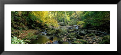 Stream Flowing Through Forest, Eller Beck, England, United Kingdom by Panoramic Images Pricing Limited Edition Print image