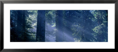 Morning Light And Fog, Redwood And Douglas Fir Trees, Redwood National Park, California, Usa by Panoramic Images Pricing Limited Edition Print image