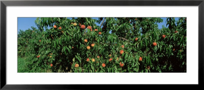 Low Angle View Of Peaches Growing On A Peach Tree, Michigan, Usa by Panoramic Images Pricing Limited Edition Print image