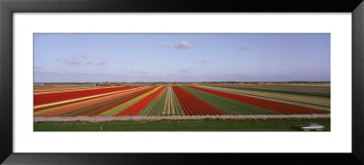 High Angle View Of Cultivated Flowers On A Field, Holland by Panoramic Images Pricing Limited Edition Print image