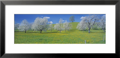 View Of Blossoms On Cherry Trees, Zug, Switzerland by Panoramic Images Pricing Limited Edition Print image