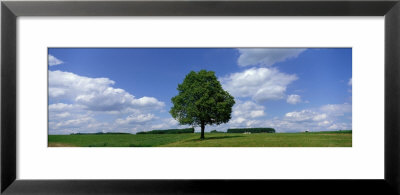 Single Tree, Germany by Panoramic Images Pricing Limited Edition Print image
