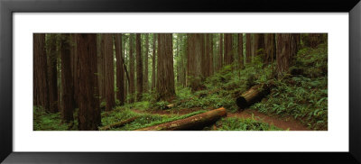 Lush Forest With Path, Jedediah Smith State Park, California, Usa by Panoramic Images Pricing Limited Edition Print image