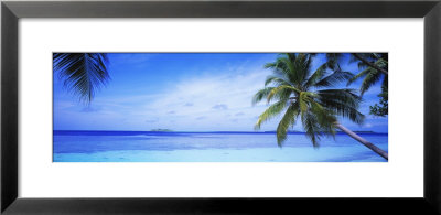 Ocean, Island, Water, Palm Trees, Maldives by Panoramic Images Pricing Limited Edition Print image