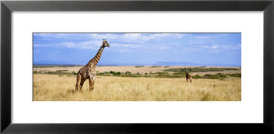 Giraffe, Maasai Mara, Kenya by Panoramic Images Pricing Limited Edition Print image