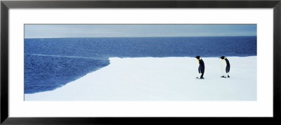 Adelie Penguins, Ross Sea, Antarctica by Panoramic Images Pricing Limited Edition Print image
