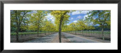 Two Lane Road, Napa Valley, California, Usa by Panoramic Images Pricing Limited Edition Print image